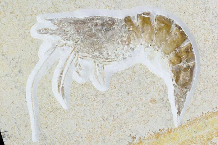 Huge, Fossil Shrimp (Aeger) - Solnhofen Limestone #103611